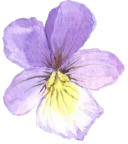 flower-1920w-180w